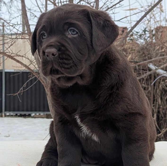 Щенки Лабрадора-Ретривера