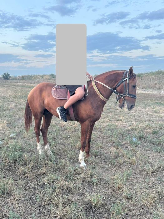 Продам жеребца 3 года