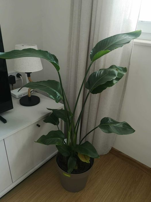 Стрелиция Николай (Strelitzia Nicolai) – живо растение, около 100 см