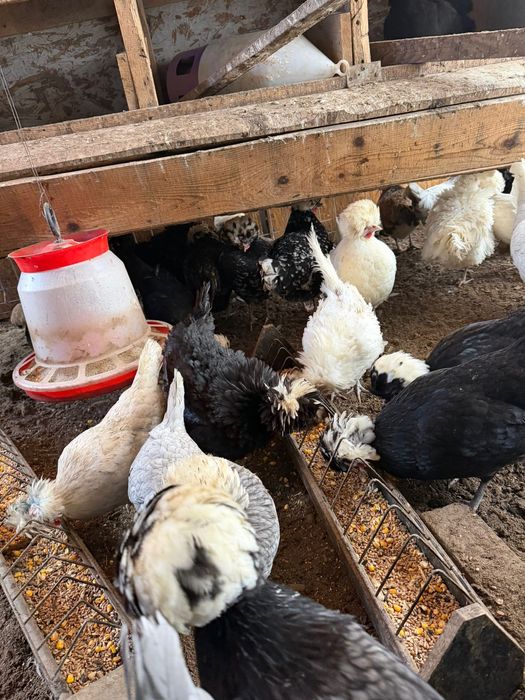 Vand oua motate olandeze