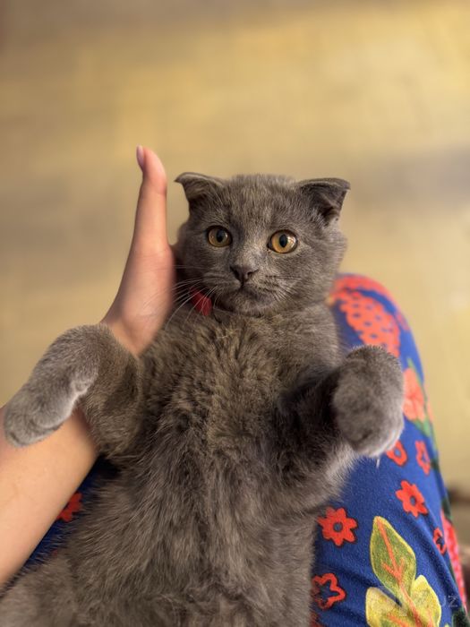 Кошка шотландская