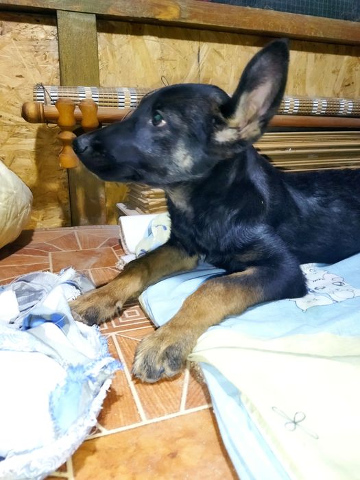 Шустрая ,активная девочка ищет семьют