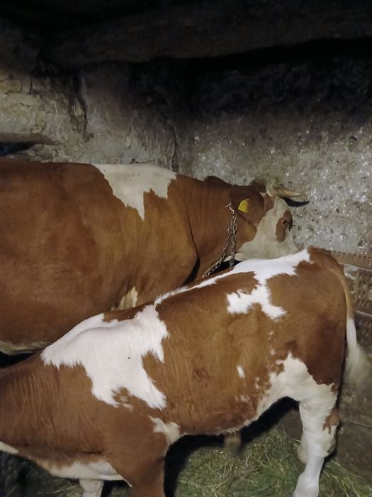 Vând juninca la prima fatare
