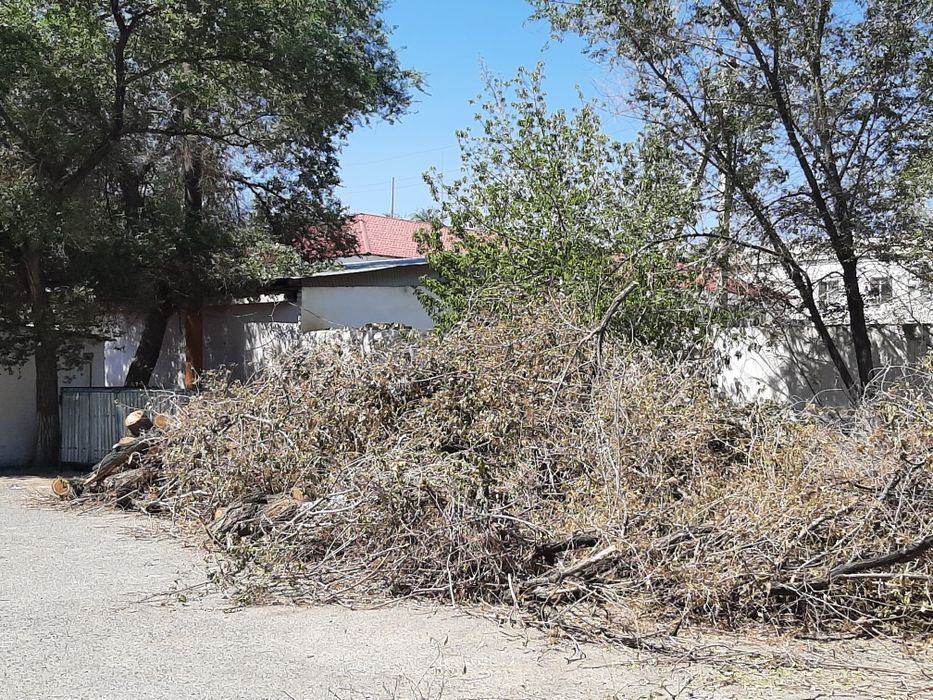 Бесплатно дерево