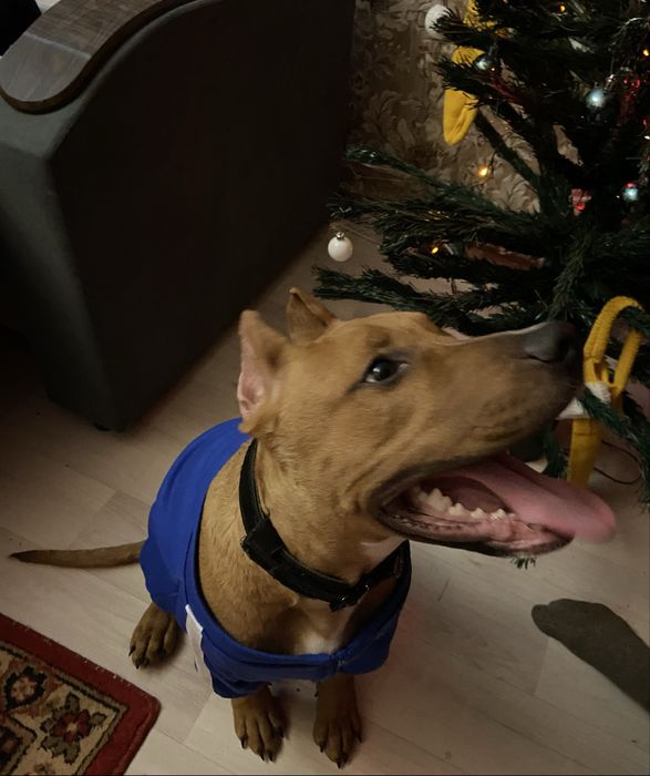 Продам стаффорда