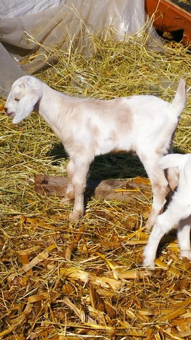 Capre și iede pentru reproducție, Saanen x Anglonubian
