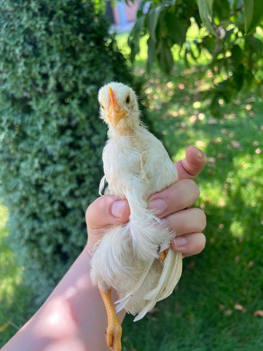 1 oylik baquvvat zotdor xo'rozchalar 34 ta bor kelishtirib bervoraman
