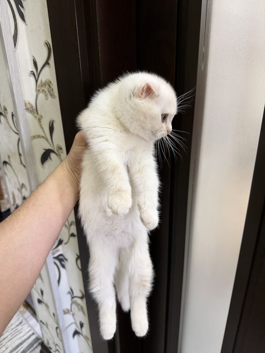 British shorthair