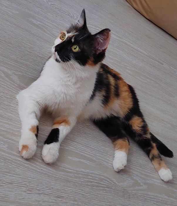 Кошечка ищет дом