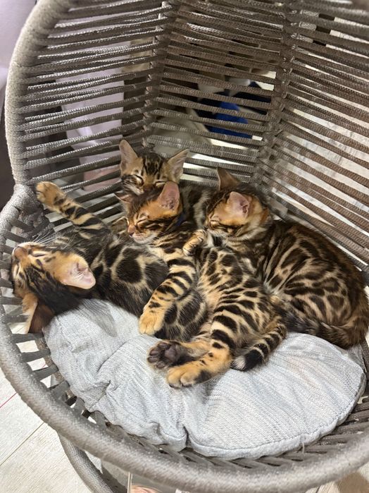 Чистокръвни Бенгалски котета