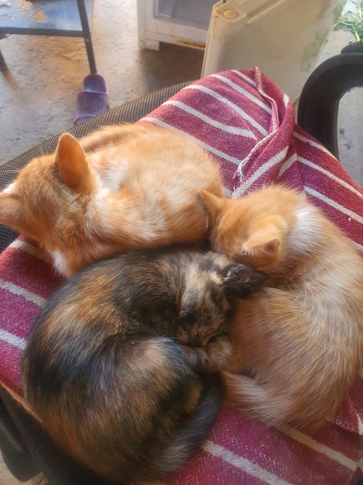 Ищу хорошего хозяина для наших котят