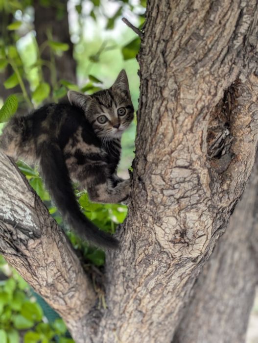 Отдам двух котят