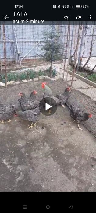 Cocos ,găini plymunt rocbarat