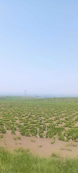 Паркент туманида 104 га худудидда жойлашган узумзор боғи сотилмоқда