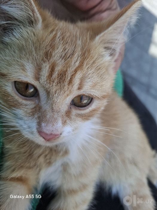 Котёнок" Рыжик" 3 месяца домашний