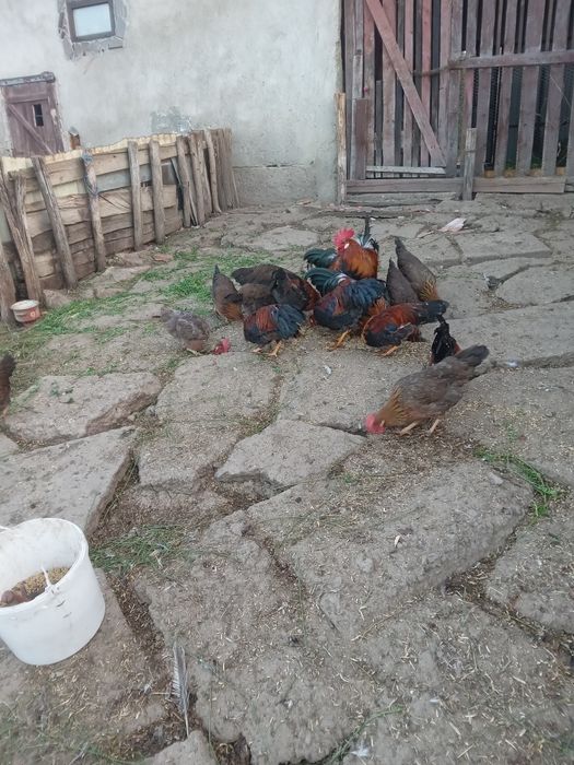 Gain si cocos italiene