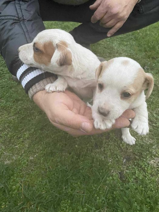 Джак Ръсел 2 Женски