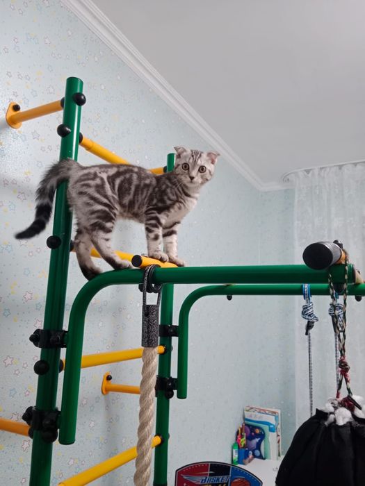 Вислоухий котенок, 9 месяцев