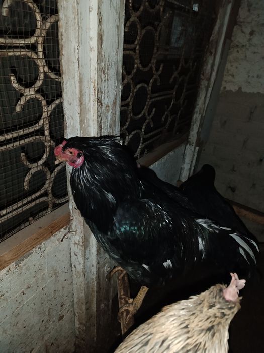 Xo'rozlar xar hil turidan