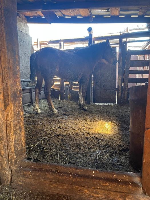 Дөненшығар  сатылады