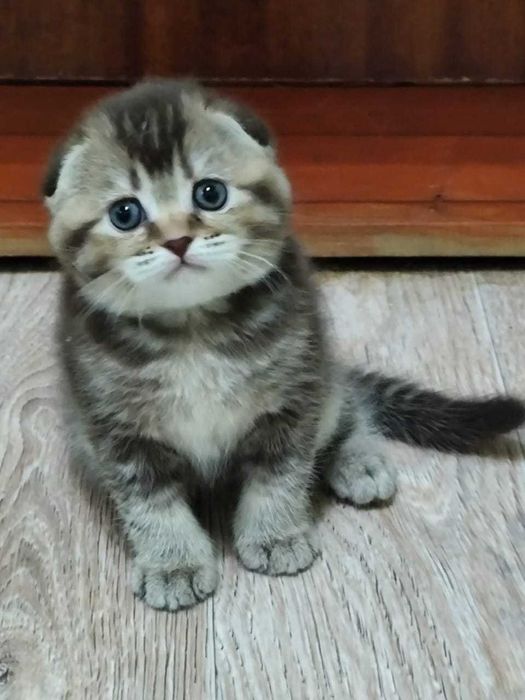 Шикарные Шотландские котята