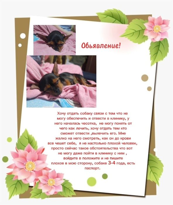 Бесплатно собака