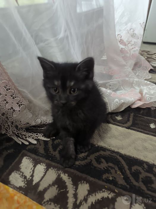 Котенки по 1 месяцу