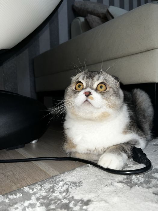 Скотиш фолд ! Срочно !