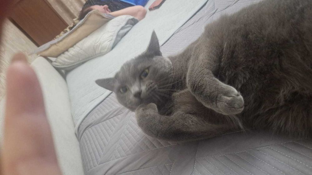 Кот Мурка отдам в добрые руки