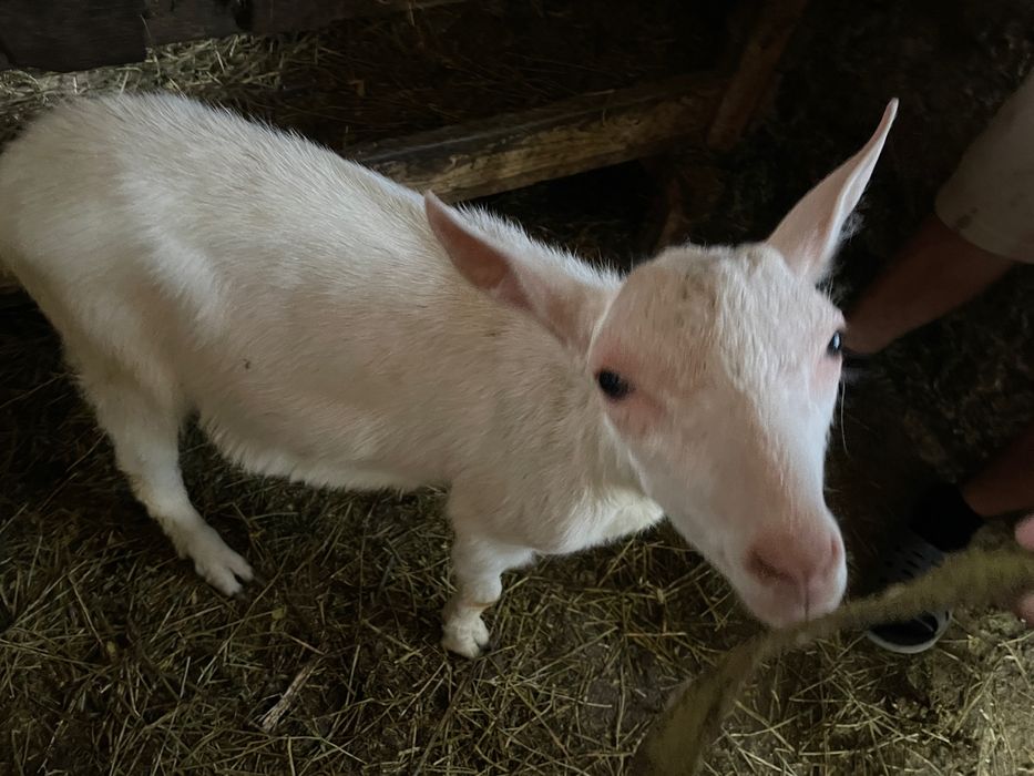 Vând țap și ieduță Saanen – fătați în martie
