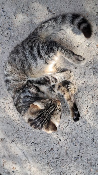 Котята 3 мальчика и 1 девочка очень красивые