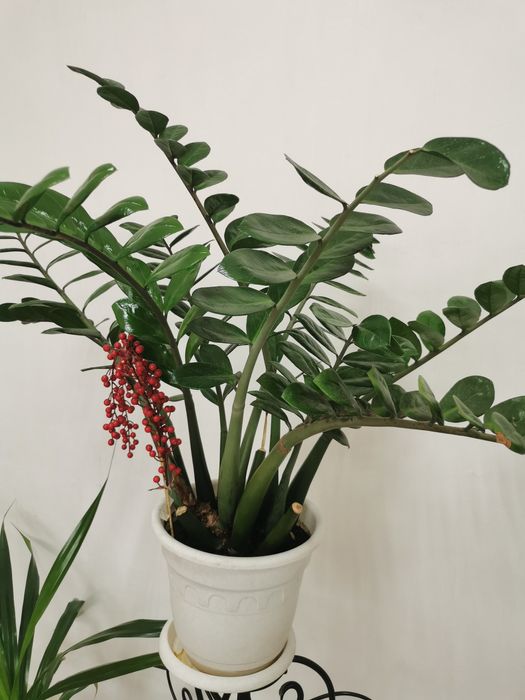 Доллоровое дерево. Замиокулькас