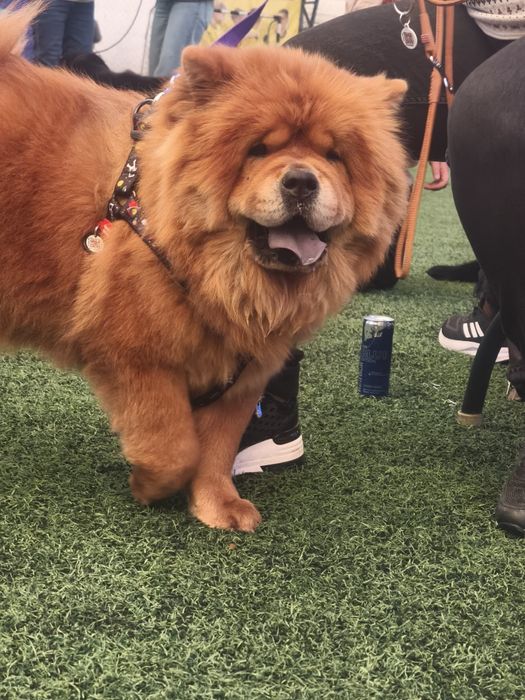 Щенки Чау-чау малыши