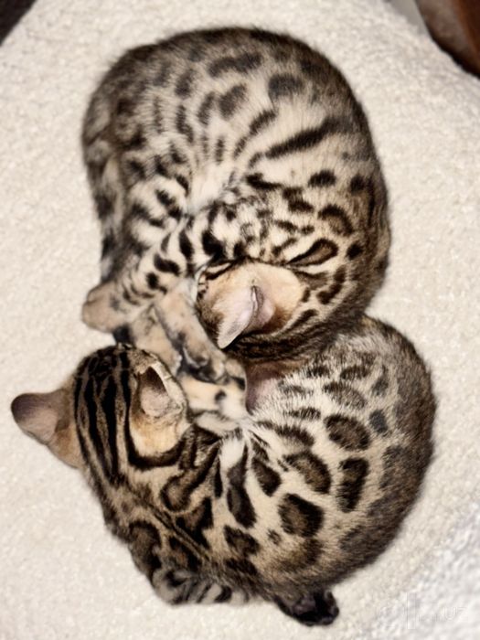 Кошки, бенгалы, котята, бенгальский
