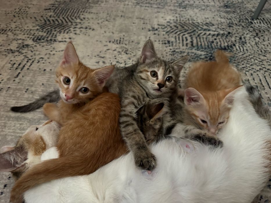 Котята в добрые руки!!!
