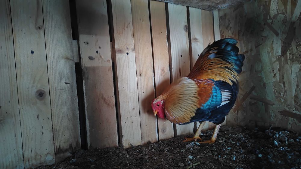 Wyandotte pitic Orange (3+1)și porțelan (5+2)