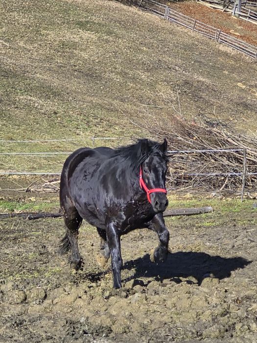 Iapa de vânzare în vârstă de aproape 3 ani
