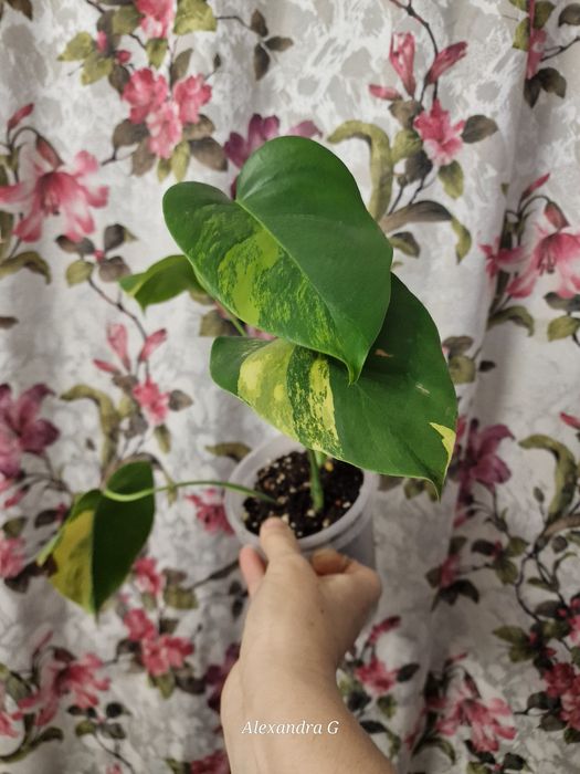 Монстеры три вида г.Абай