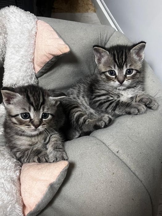 Отдам котят в хорошие руки