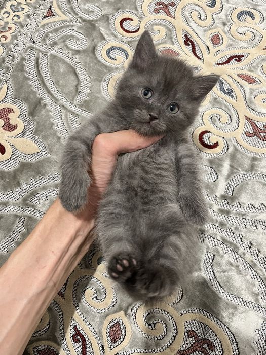 Шотланский висалухий