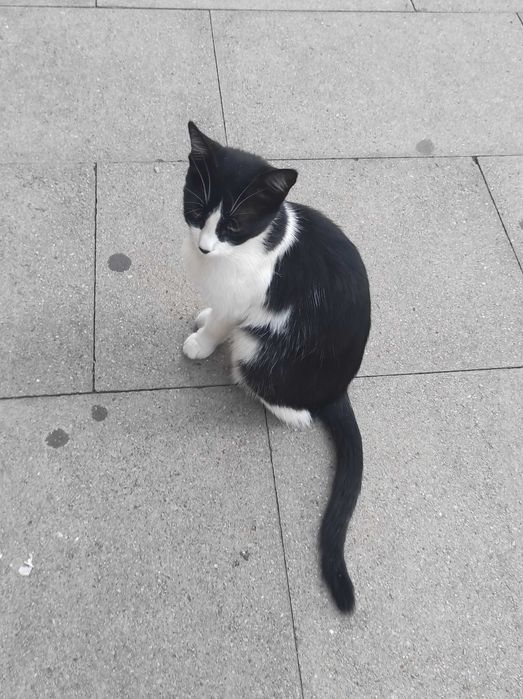 Доли, 2-годишна, супер социална, търси дом!