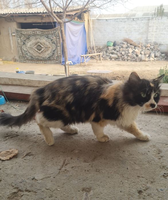 Hadiya/Даром в добрые руки