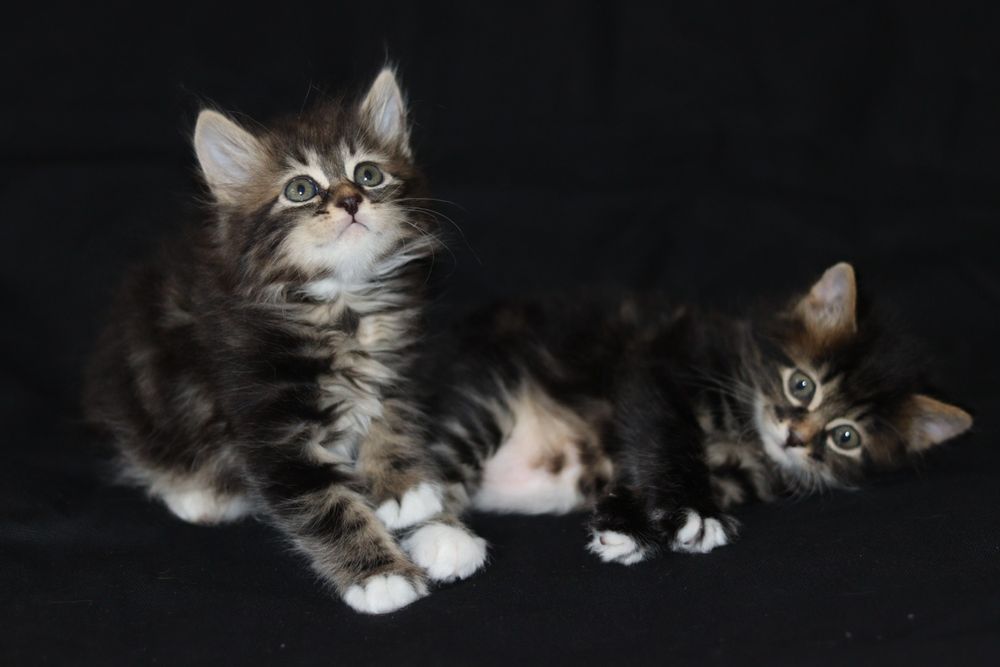 Кот курильского бобтейла