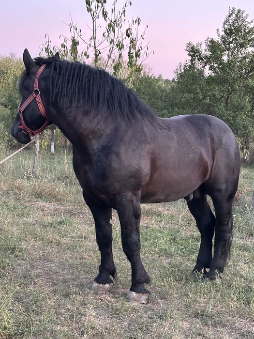 Armasar Stanțat de Ungaria 3 ani pasaport original ‼️