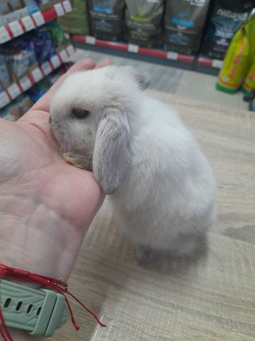 Декоративно клепоухо зайче Мини Лоп (Mini Lop)