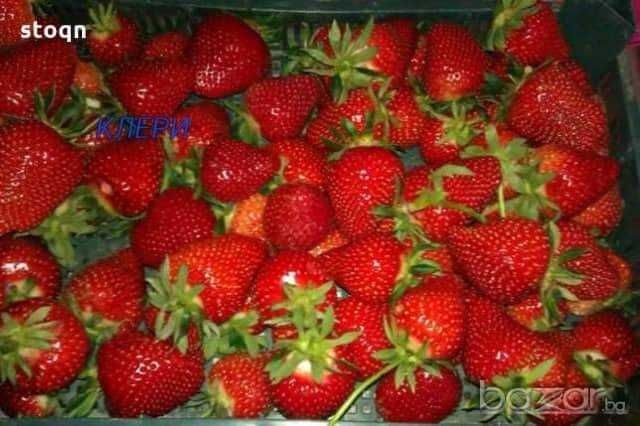 Разсад ягоди от производител