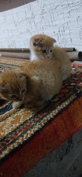 Шотландский кошка.   Shatladski mushuk bolalari