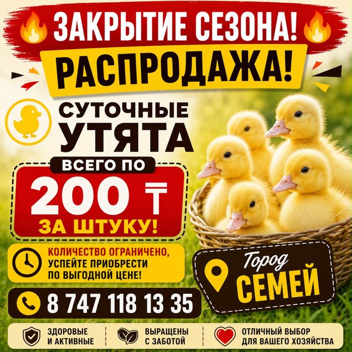 Распродажа утята по 200 тг