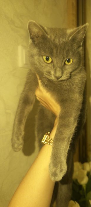 Русская голубая кошка