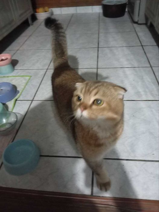 Красивые кошки разных цветов и пород